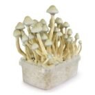Albino-A-Mushroom-Grow-kit.jpeg