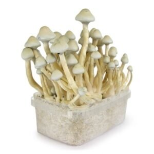 Albino A+ Mushroom Grow kit
