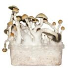 Albino-Penis-Envy-Mushroom-Grow-kit.jpg