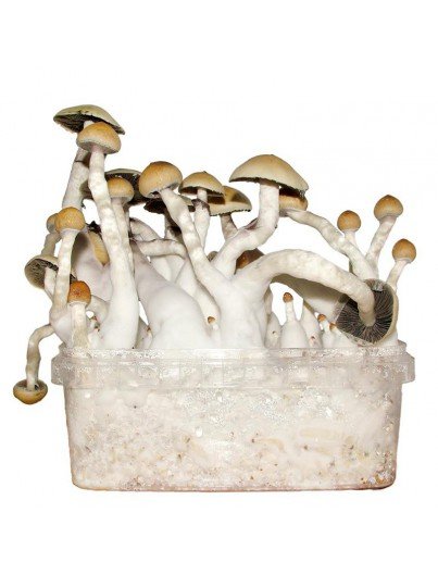 Albino-Penis-Envy-Mushroom-Grow-kit.jpg Albino-Penis-Envy-Mushroom-Grow-kit.jpg
