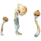 Albino-Penis-Envy1-1536x1536-1.jpeg
