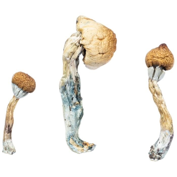 Albino-Penis-Envy1-1536x1536-1.jpeg Albino-Penis-Envy1-1536x1536-1.jpeg