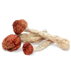 Amazonian Mushroom