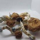 Amazonian-Magic-Mushrooms-1.jpg