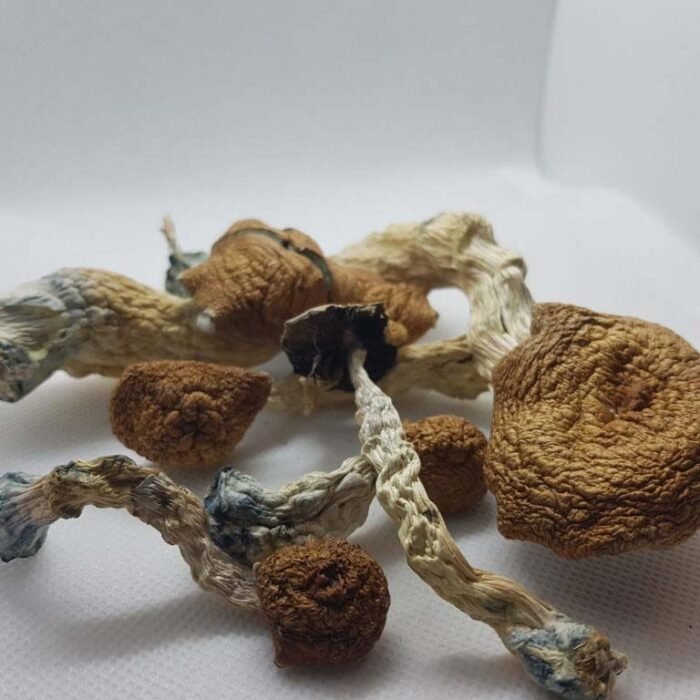 Amazonian-Magic-Mushrooms-1.jpg