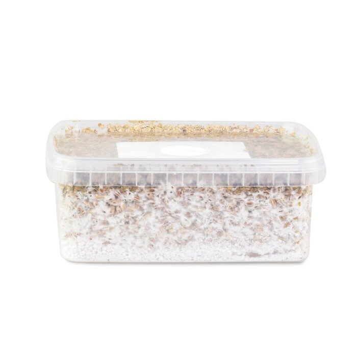 Amazonian-Mushroom-Grow-Kit-1.jpg Amazonian-Mushroom-Grow-Kit-1.jpg
