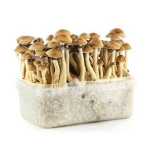 Amazonian Mushroom Grow Kit