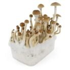 B-Mushroom-Grow-kit.jpg