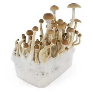 B+ Mushroom Grow kit
