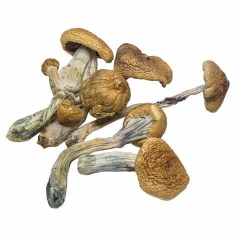 B-Mushrooms-3.jpg B-Mushrooms-3.jpg