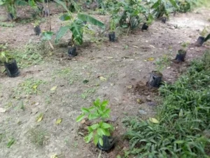 IBOGA POT NURSERY