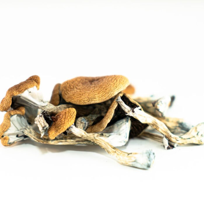 Brazilian-Magic-Mushrooms.jpg Brazilian-Magic-Mushrooms.jpg
