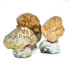 Burmese-Magic-Mushrooms-1.jpg