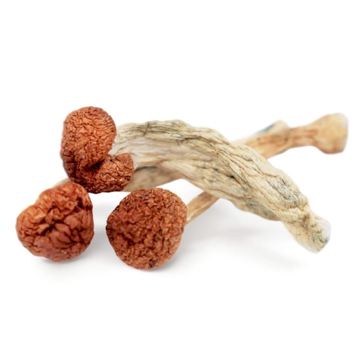 Cambodian-Magic-Mushrooms.jpg