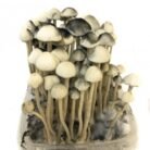 Copelandia-Hawaiian-Mushroom-Grow-kit-1-1.jpg