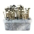 Copelandia-Hawaiian-Mushroom-Grow-kit-2.jpg