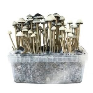 Copelandia Hawaiian Mushroom Grow kit