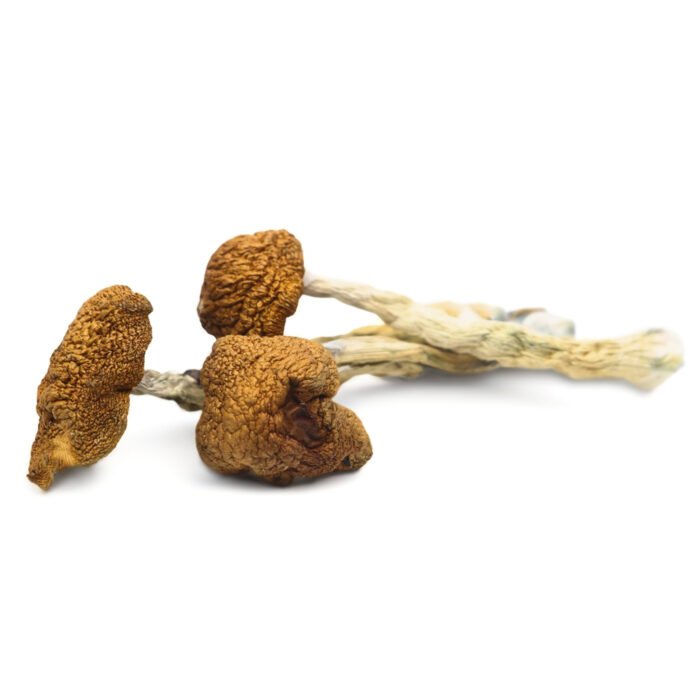 Daddy-Long-Legs-Magic-Mushrooms.jpg Daddy-Long-Legs-Magic-Mushrooms.jpg