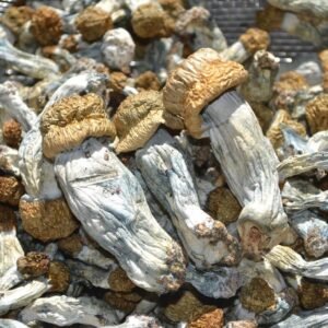 Ecuadorian Magic Mushrooms