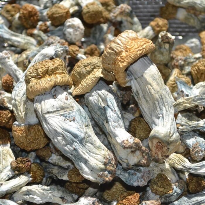 Ecuador-Magic-Mushroom.jpg