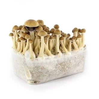 Ecuadorian-Mushroom-Grow-Kit.jpg Ecuadorian-Mushroom-Grow-Kit.jpg