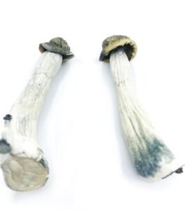 Psilocybe Azurescens Magic Mushrooms