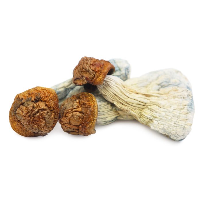 Gold-Member-Magic-Mushrooms.jpg Gold-Member-Magic-Mushrooms.jpg