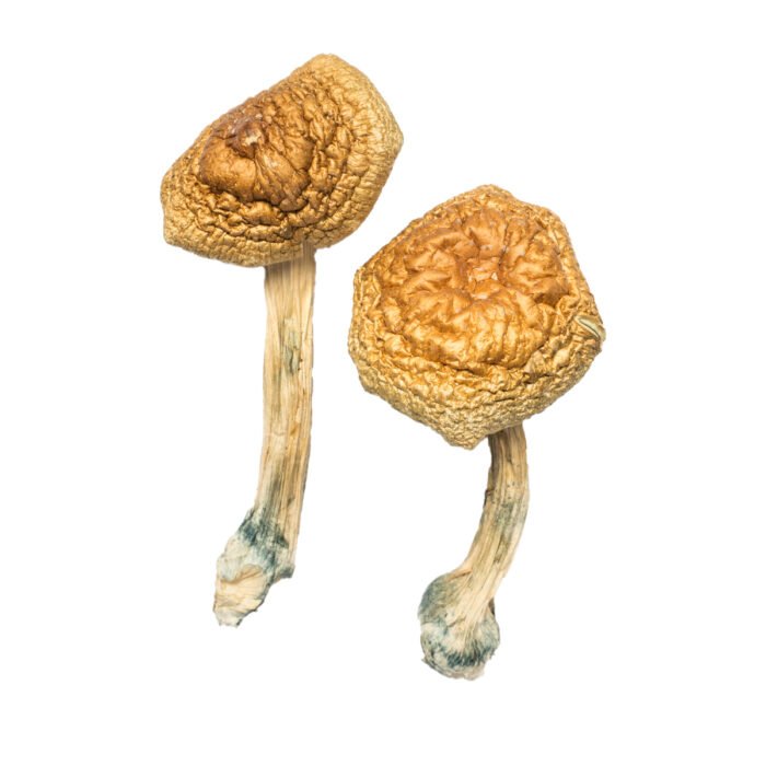 Golden-Mammoth-Magic-Mushroom-1.jpg Golden-Mammoth-Magic-Mushroom-1.jpg