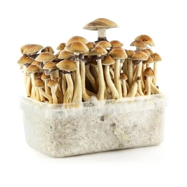 Golden-Teacher-Mushroom-Grow-Kit.jpg Golden-Teacher-Mushroom-Grow-Kit.jpg