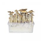 Hawaii-Mushroom-Grow-Kit.jpg