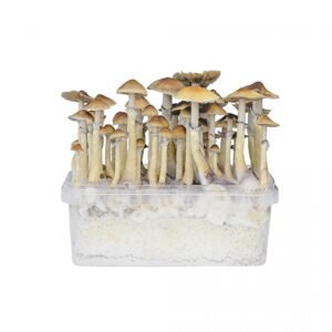 Hawaii Mushroom Grow Kit
