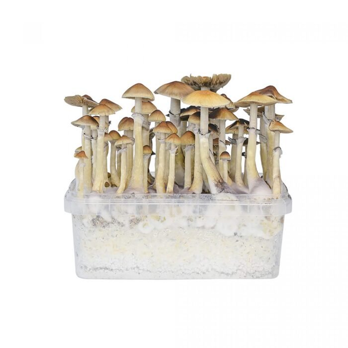 Hawaii-Mushroom-Grow-Kit.jpg Hawaii-Mushroom-Grow-Kit.jpg