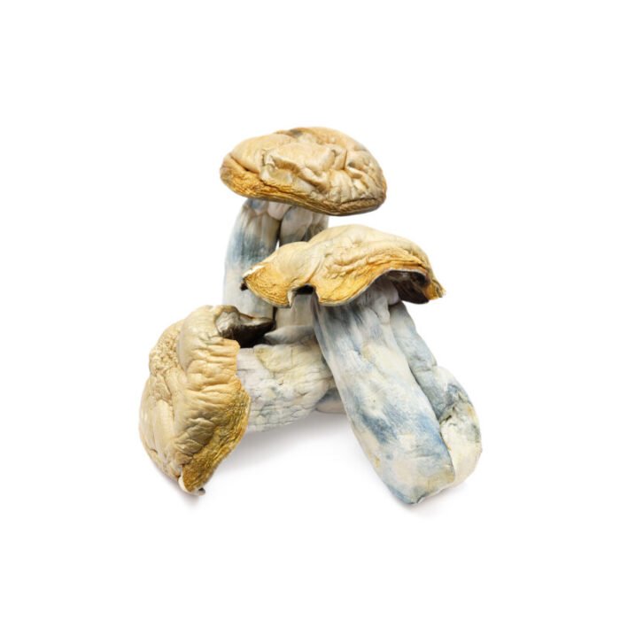 Hillbilly-Magic-Mushrooms.jpg Hillbilly-Magic-Mushrooms.jpg