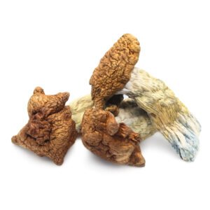 King Kong Magic Mushrooms