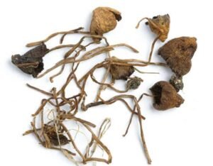 Liberty Caps Magic Mushrooms