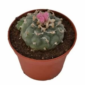 Lophophora Decipiens Peyote