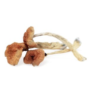 Malabar Magic Mushrooms