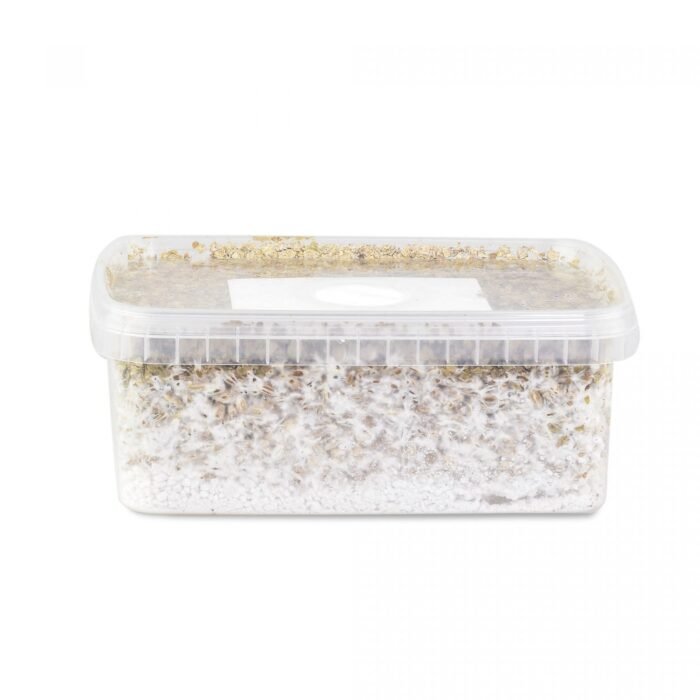 Mazatapec-Mushroom-Grow-kit-1.jpg