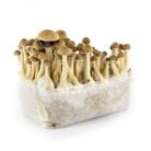 Mazatapec-Mushroom-Grow-kit.jpg
