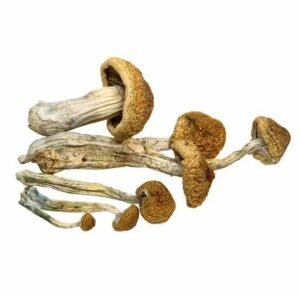 McKennaii Magic Mushrooms