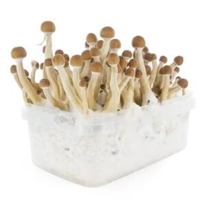 Mexican Mushroom Grow Kit
