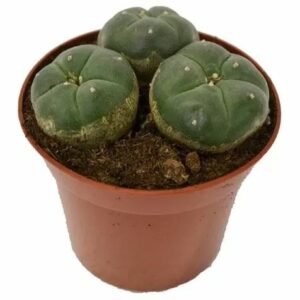 Peyote Cactus 3 Heads
