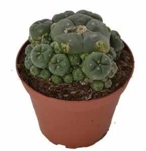 Peyote Cluster – Lophophora Williamsii