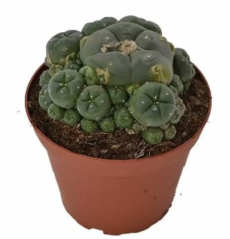 Peyote-Cluster-–-Lophophora-Williamsii.jpeg Peyote-Cluster-–-Lophophora-Williamsii.jpeg