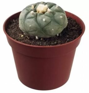 Peyote Lophophora Williamsii