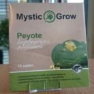 Peyote-seeds-2.jpeg