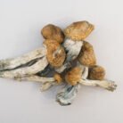 SHAFAA-Heal-Macrodose-Magic-Mushroom-Chocolates-–-2g-600x450-9.jpg