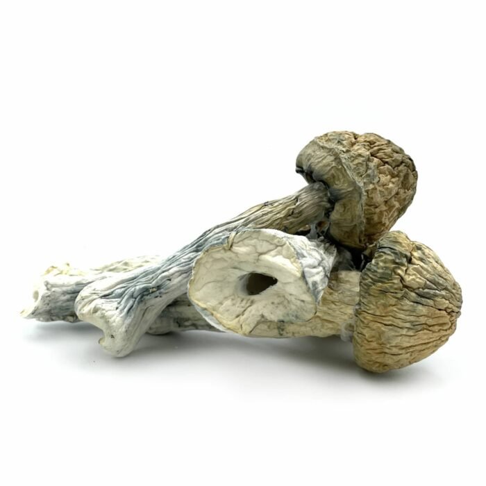 Thrasher-Mushrooms-1536x1536-1.jpg