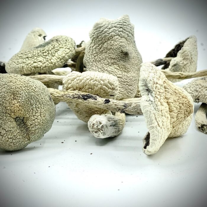 White-Teacher-Mushroom.jpg
